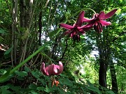 23  Lilium martagon (Giglio martagone)